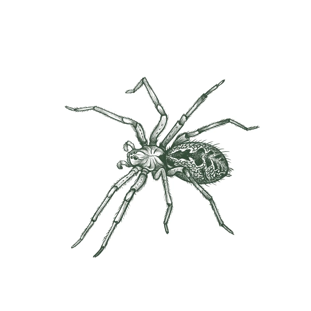 Desert Recluse